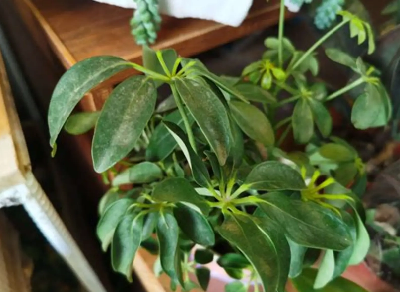 鴨腳木修剪