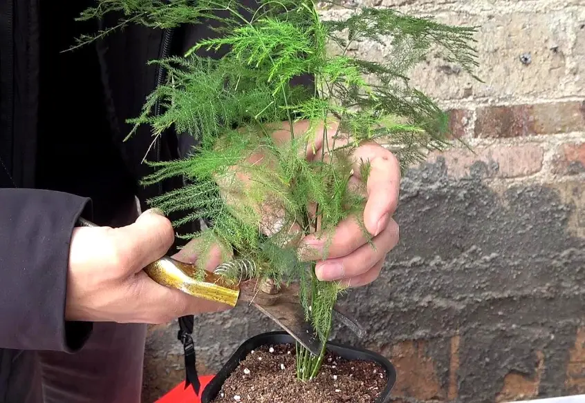 文竹種植訣竅：從選盆到修剪的實戰分享