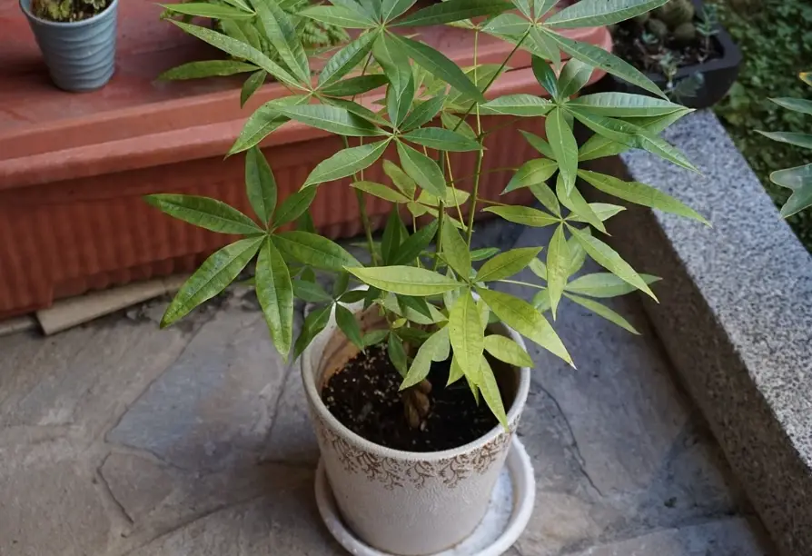 馬拉巴栗修剪