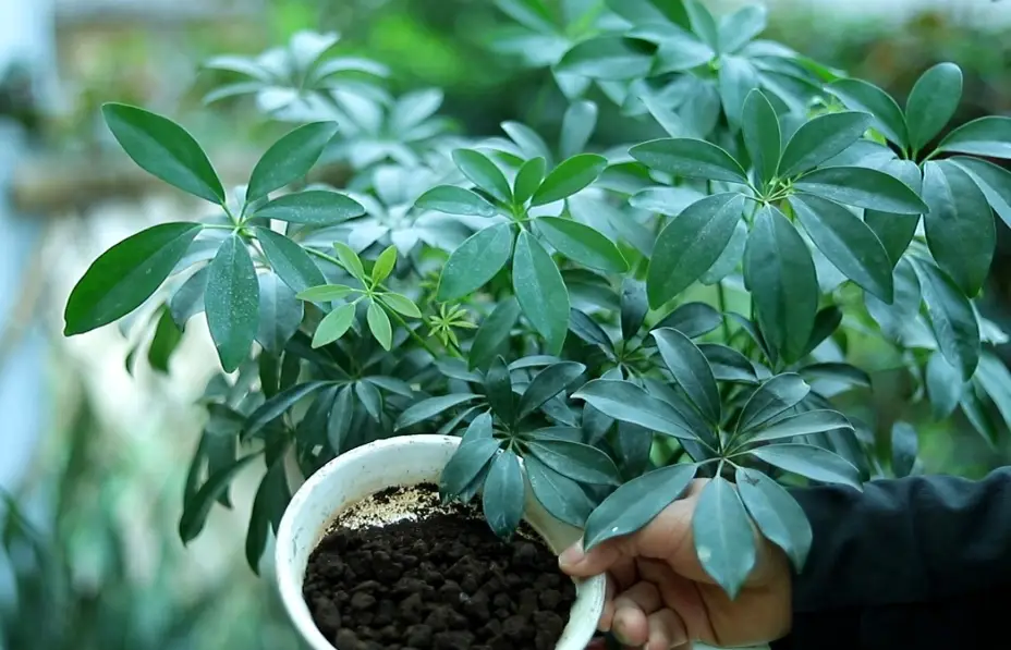 鴨腳木照顧：室內養護澆水、修剪與常見問題